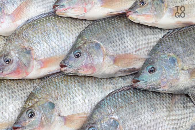 Tilapia Frais (Le Kg)